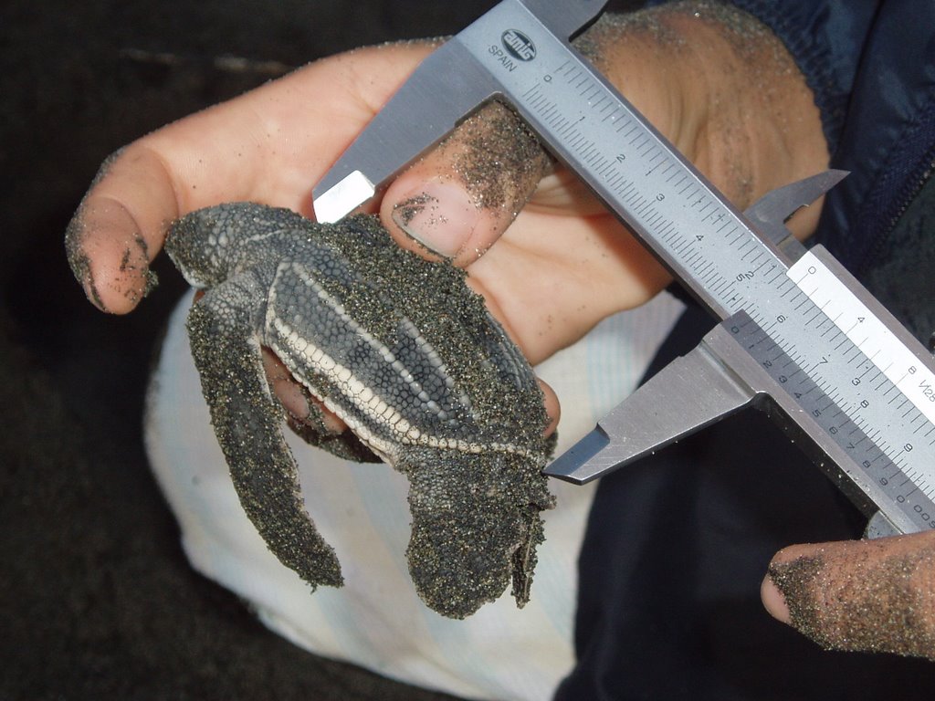 Mesure des tortuguitas